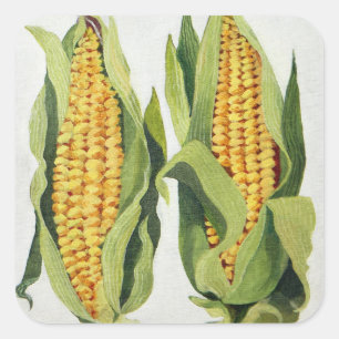 Sweetcorn 2013 square sticker