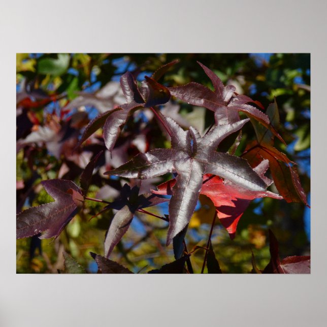 Sweetgum Leaves in Fall Poster (Front)