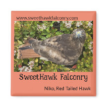 SweetHawk Falconry Niko Red-Tailed Hawk 2x2 Magnet