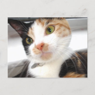Sweetheart Postcard