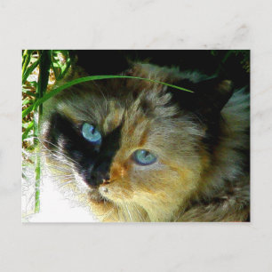 Sweetie Pie Postcard