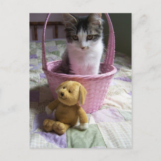 SweetieKitty Postcard