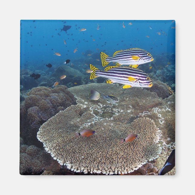 Sweetlip Fish Magnet (Front)