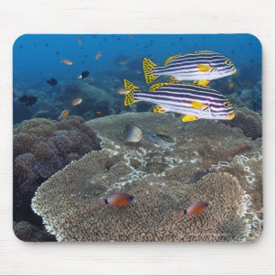 Sweetlip Fish Mouse Mat