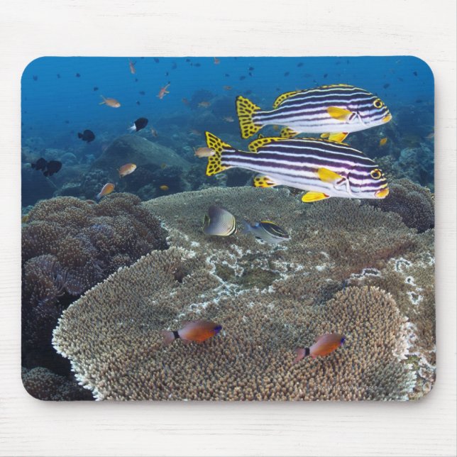 Sweetlip Fish Mouse Mat (Front)