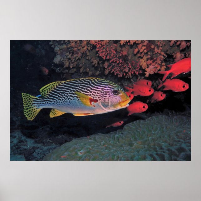 Sweetlips and Bigeyes Poster (Front)