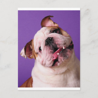Sweetness is a Bulldog Postcard