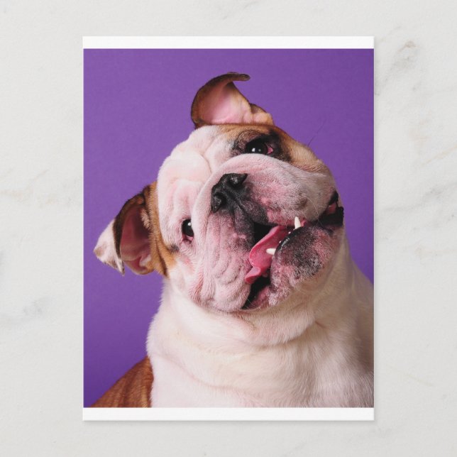 Sweetness is a Bulldog Postcard (Front)