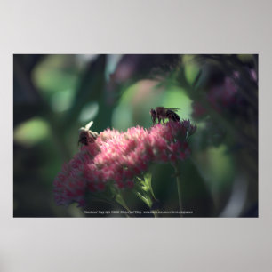 Sweetness Poster