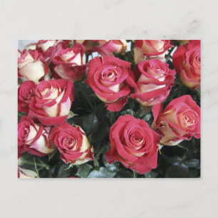 Sweetness Rose arrangement at Hacienda Compania Postcard