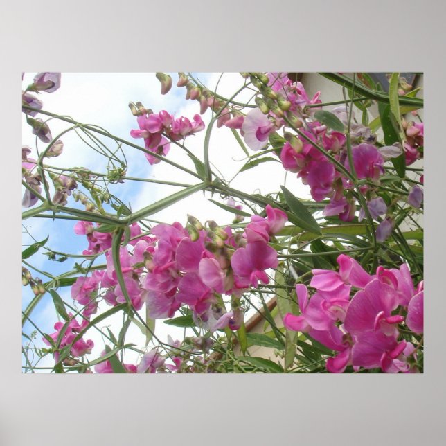 sweetpea poster (Front)