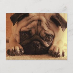 SweetPea Pugs Vintage Postcard