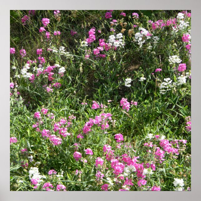 Sweetpeas in Spring... Poster (Front)