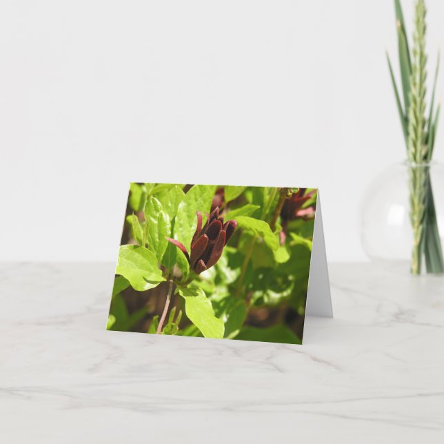 Sweetshrub (Calycanthus floridus) Holiday Card (Front)