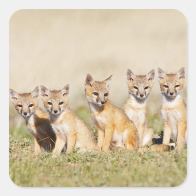 Swift Fox (Vulpes macrotis) young at den burrow, 2 Square Sticker (Front)