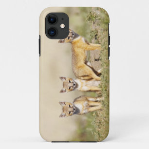 Swift Fox (Vulpes macrotis) young at den burrow, 3 iPhone 11 Case