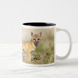 Swift Fox (Vulpes macrotis) young at den burrow, 3 Two-Tone Coffee Mug
