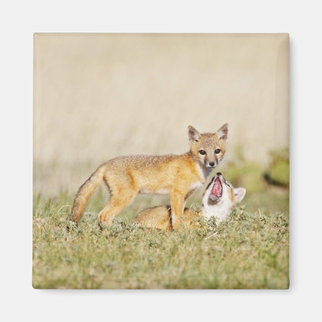 Swift Fox (Vulpes macrotis) young at den burrow, 4 Magnet (Front)