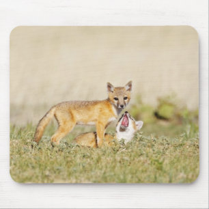 Swift Fox (Vulpes macrotis) young at den burrow, 4 Mouse Mat