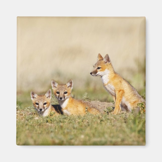 Swift Fox (Vulpes macrotis) young at den burrow, 5 Magnet (Front)