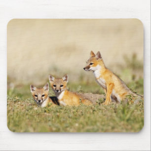 Swift Fox (Vulpes macrotis) young at den burrow, 5 Mouse Mat