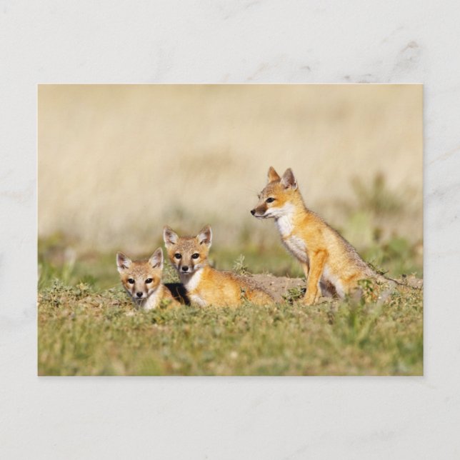 Swift Fox (Vulpes macrotis) young at den burrow, 5 Postcard (Front)