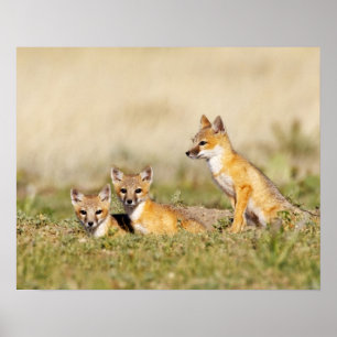 Swift Fox (Vulpes macrotis) young at den burrow, 5 Poster