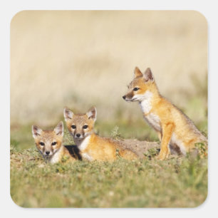 Swift Fox (Vulpes macrotis) young at den burrow, 5 Square Sticker