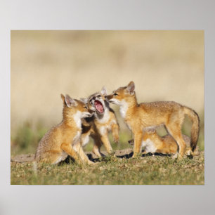 Swift Fox (Vulpes macrotis) young at den burrow, Poster