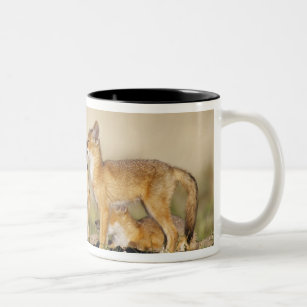 Swift Fox (Vulpes macrotis) young at den burrow, Two-Tone Coffee Mug