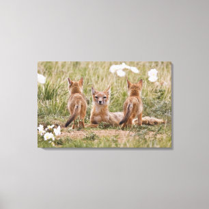 Swift Fox (Vulpes velox) female with young at Canvas Print