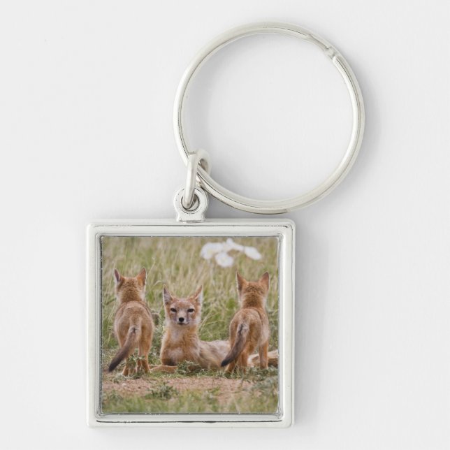 Swift Fox (Vulpes velox) female with young at Key Ring (Front)