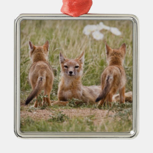 Swift Fox (Vulpes velox) female with young at Metal Tree Decoration