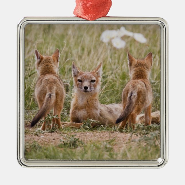 Swift Fox (Vulpes velox) female with young at Metal Tree Decoration (Front)