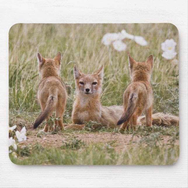 Swift Fox (Vulpes velox) female with young at Mouse Mat (Front)