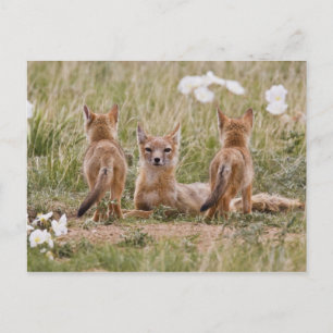 Swift Fox (Vulpes velox) female with young at Postcard