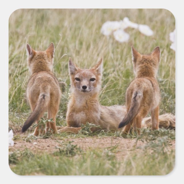 Swift Fox (Vulpes velox) female with young at Square Sticker (Front)
