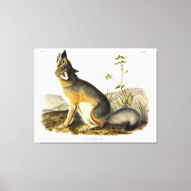 Swift Fox (Vulpes Velox) from Audubon's Quadrupeds Canvas Print (Front)