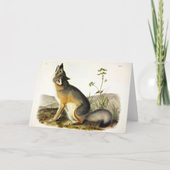 Swift Fox (Vulpes Velox) from Audubon's Quadrupeds Card (Front)