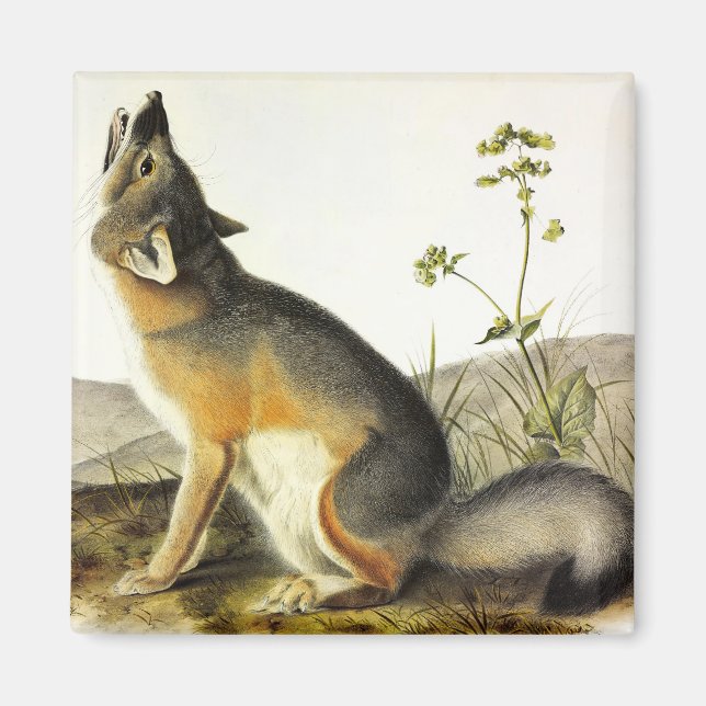 Swift Fox (Vulpes Velox) from Audubon's Quadrupeds Magnet (Front)