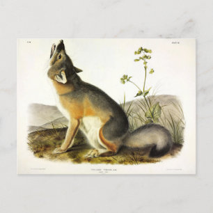 Swift Fox (Vulpes Velox) from Audubon's Quadrupeds Postcard
