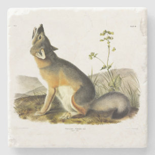 Swift Fox (Vulpes Velox) from Audubon's Quadrupeds Stone Coaster