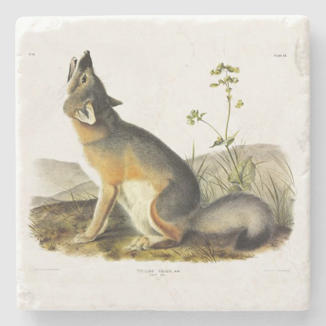 Swift Fox (Vulpes Velox) from Audubon's Quadrupeds Stone Coaster (Front)