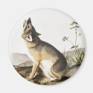 Swift Fox (Vulpes velox) Illustration Magnet