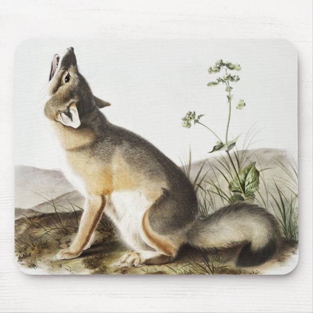 Swift Fox (Vulpes velox) Illustration Mouse Mat (Front)