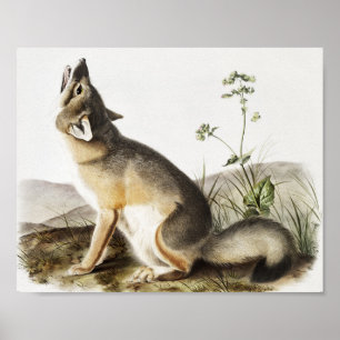 Swift Fox (Vulpes velox) Illustration Poster