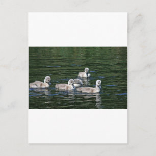 Swim Friends Postcard