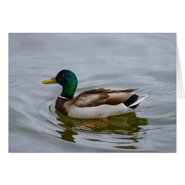 Swim Mallard Swim (Front Horizontal)