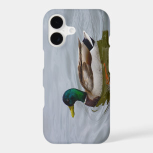Swim Mallard Swim