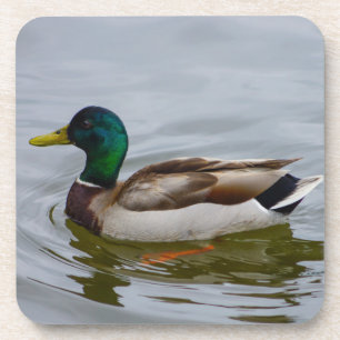 Swim Mallard Swim Coaster